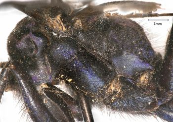 Media type: image;   Entomology 497 Aspect: thorax lateral